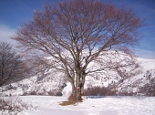 Escursione al Monte San Primo dalla Colma di Sormano il 26 febbraio 2011 - FOTOGALLERY